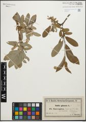 Foto von Salix glauca L.
